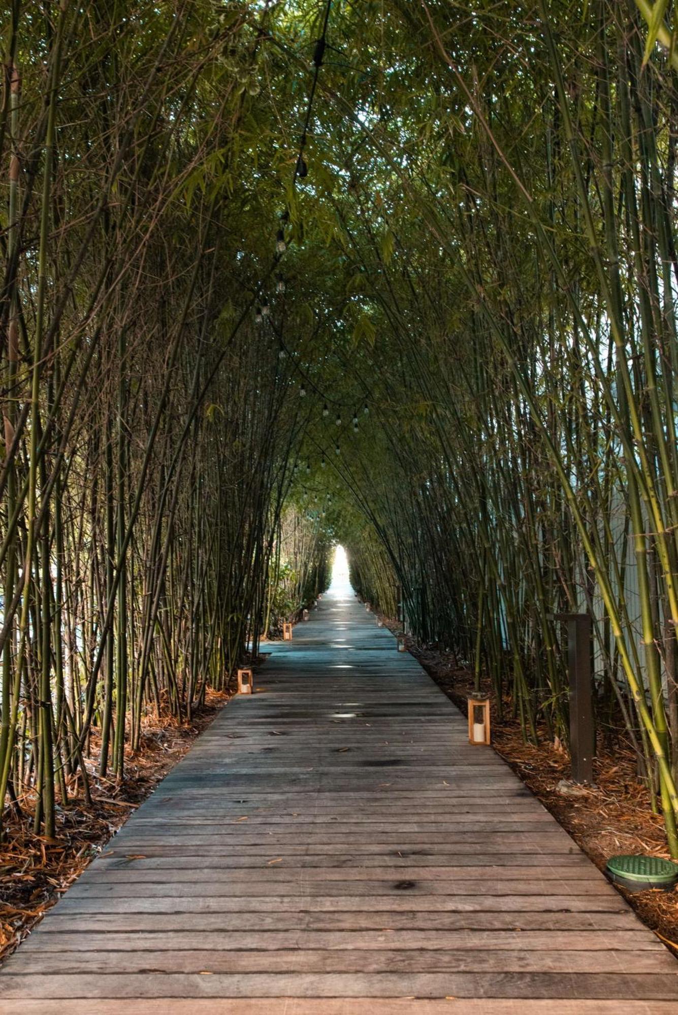 Nautilus Sonesta Miami Beach Kültér fotó Bamboo forest in China